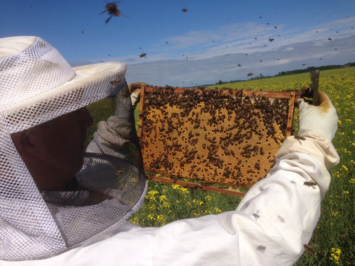 National Open Beekeeping Days